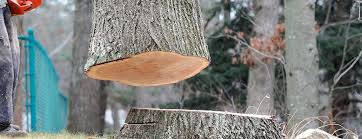 How Our Tree Care Process Works  in  Tarentum, PA