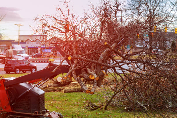 Tarentum, PA Tree Care Company