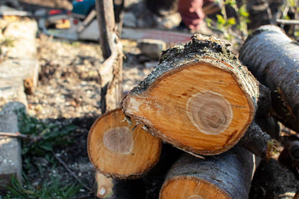 Best Tree Trimming and Pruning  in Tarentum, PA