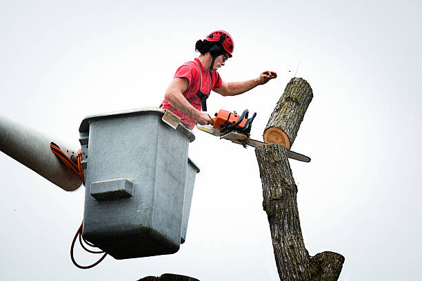 Best Seasonal Cleanup (Spring/Fall)  in Tarentum, PA